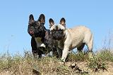 BOULEDOGUE FRANCAIS 498